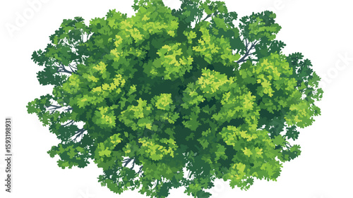 Ash Tree Canopy Rainforest Aerial View