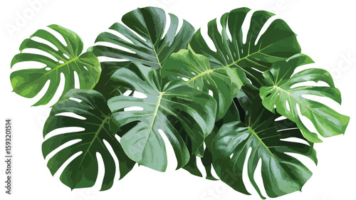 Tropical Plants on White Background