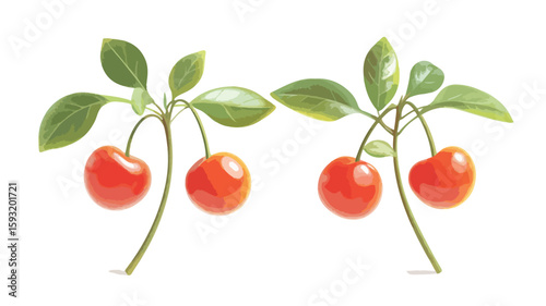 Fresh Cherry Fruit Plant Food Image