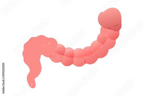 A simplified illustration of the human large intestine isolated on white background