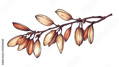 Botanical Maple Leaf Illustration Vector Art