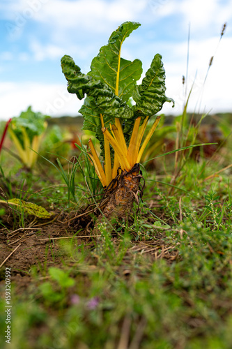 Gelber Mangold im Gartenbeet unter blauem Himmel