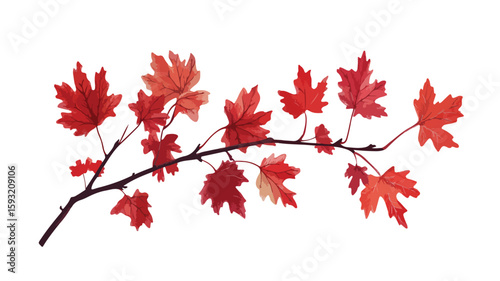 Vibrant Autumn Maple Leaves Branch Image
