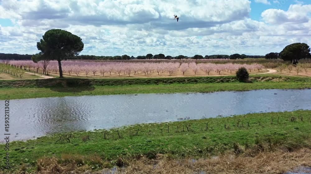 VUELO DE AVE RAPAZ AMENAZANDO Y ATACANDO