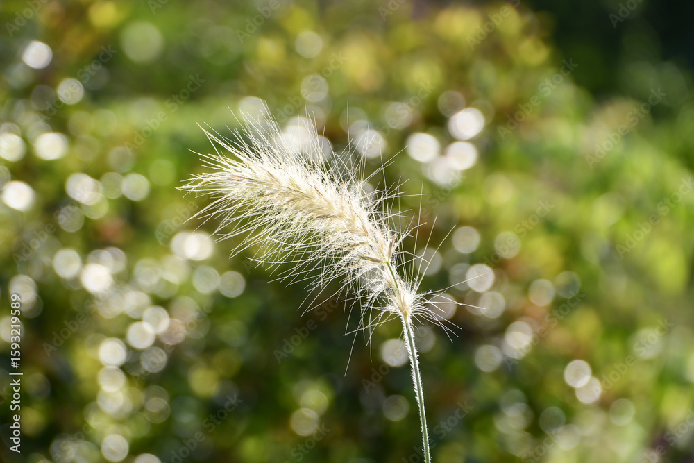 Fototapeta premium ぺニセタム・ヴィロサム 「銀狐」Feathertop