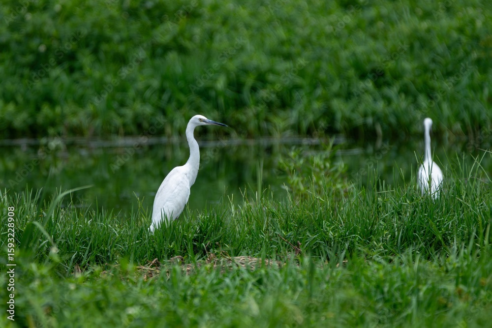Fototapeta premium Egrets by a Tranquil Pond
