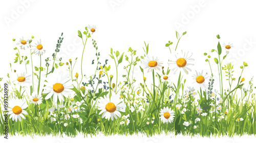 Wildflower Daisy Plant Wide Angle Centered