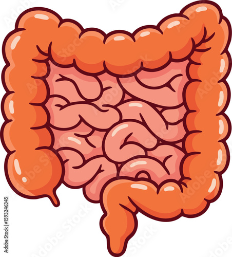 Human large intestine and small intestine digestive system anatomy vector illustration for medical education and healthcare design