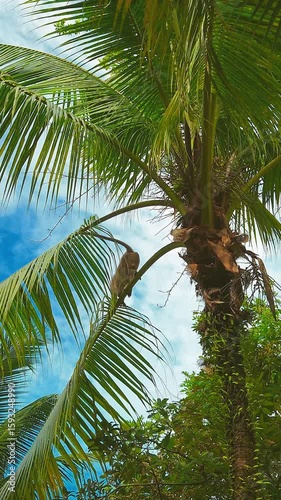 Vertical video 4K of male monkey walking on fresh green palm tree leaves against bright blue sky with white fluffy clouds on sunny day. Low angle view. Wildlife. Animal watching on tropical vacation