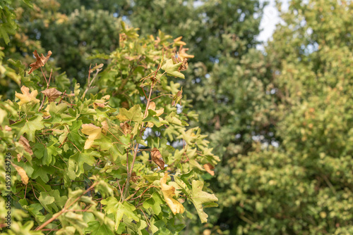 A field maple tree with yellow leaves in the summer due to drought stress.
