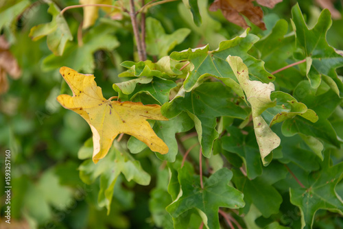 Close up of a field maple leaf which is turning yellow in the summer due todrought.
