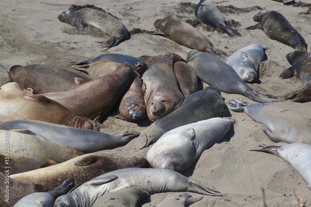 Fototapeta premium Seals resting on a sandy beach.