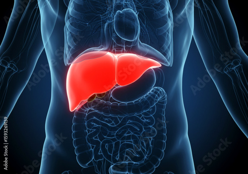 Human body anatomy with highlighted liver and digestive system in transparent blue tone style image created with generated ai