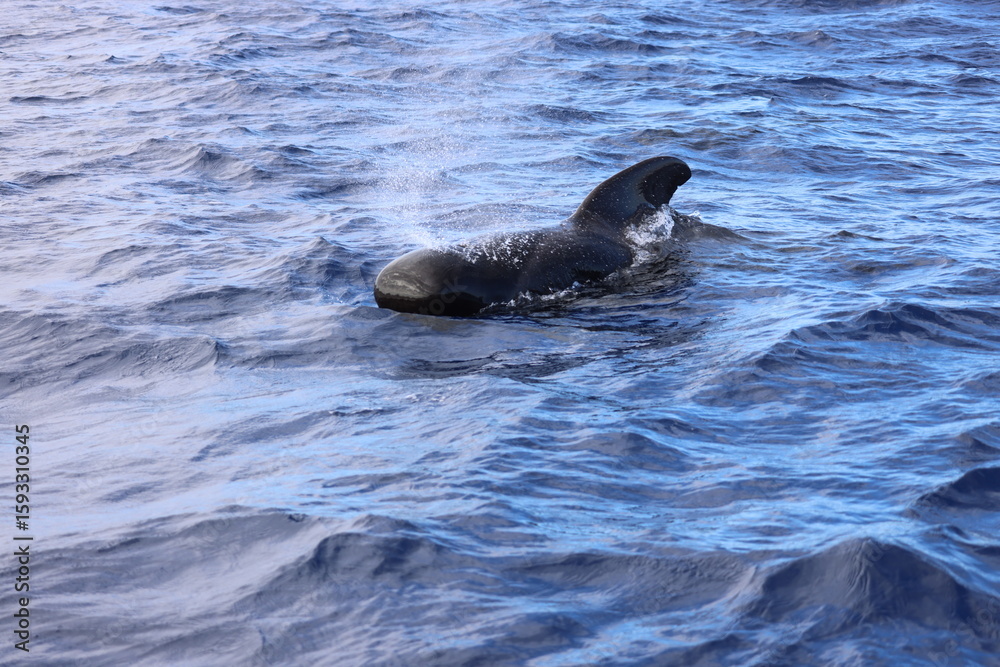 Obraz premium Pilot whale