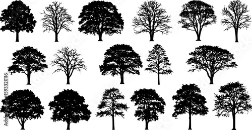 tree silhouettes
