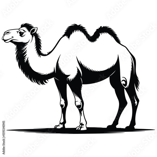 camel in the desert