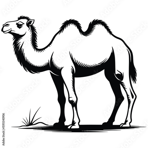 camel in desert