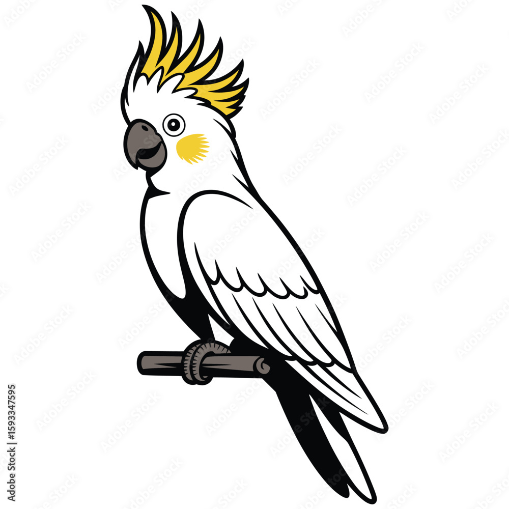 Fototapeta premium cockatoo