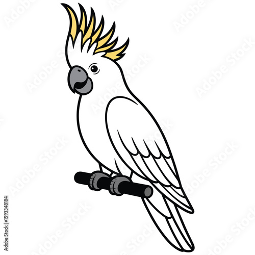 cockatoo
