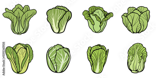Multiple vector illustrations of napa cabbage (Chinese cabbage) with doodle-like drawings

