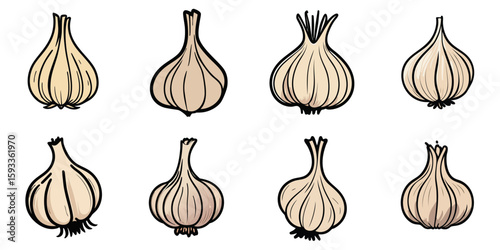 Multiple vector illustrations of garlic with doodle-like drawings

