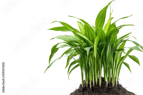 lush green plant grows in soil on black background and vibrant theme