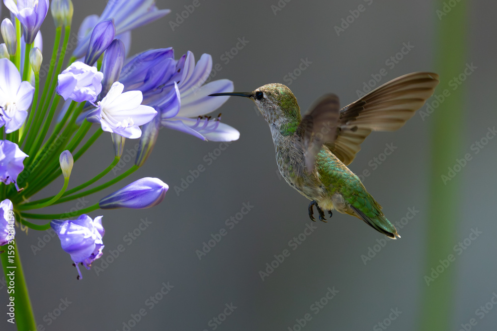 Naklejka premium Extremely close view of an Anna’s hummingbird flying, seen in North California