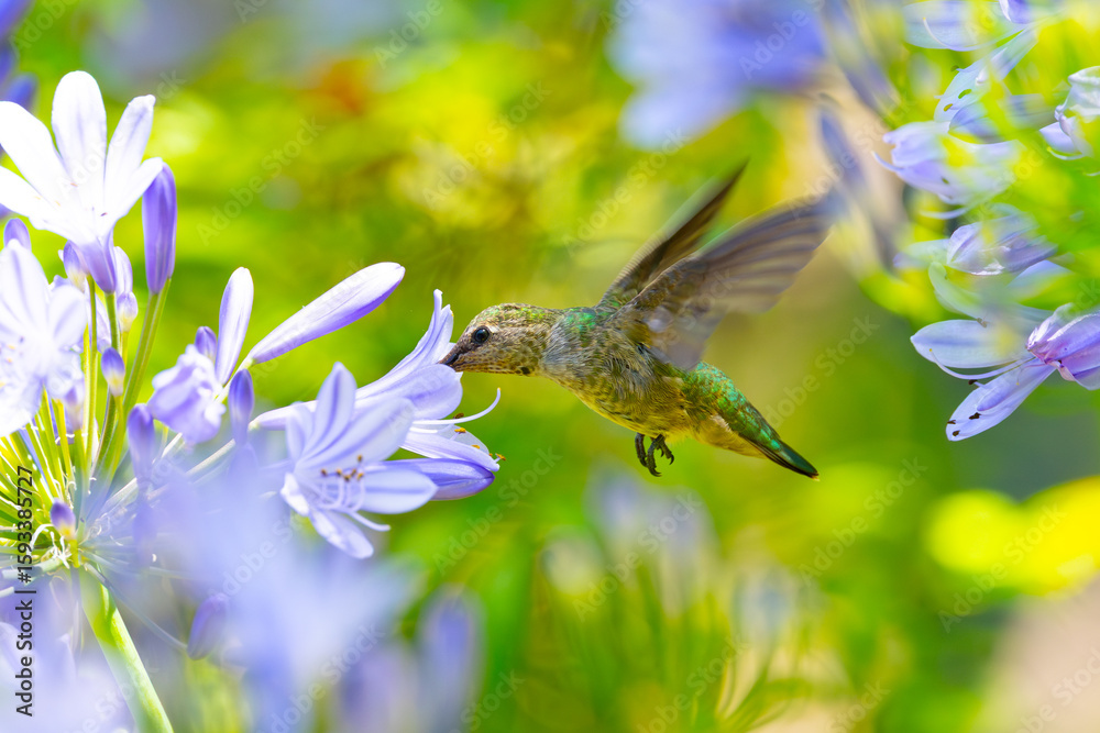 Fototapeta premium Extremely close view of an Anna’s hummingbird flying, seen in North California