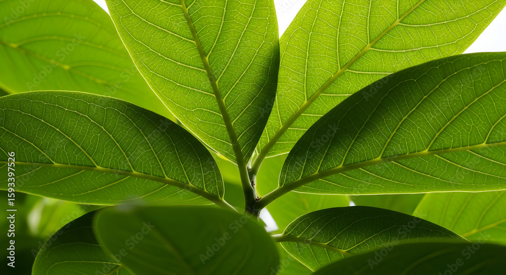 Fototapeta premium green leaf background