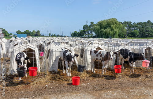 Fotografie Holstein dairy calves outside their hutches with red buckets.