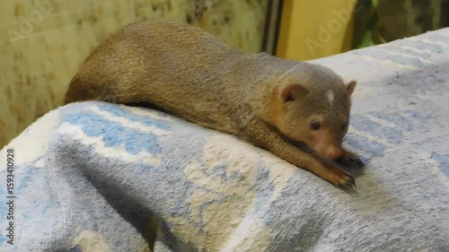 Curious Dwarf Mongoose Rests on Blanket: Cute Animal Close-Up