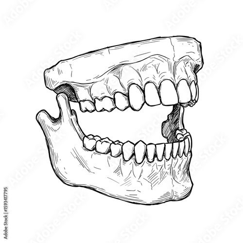 Jawbone with teeth in detailed sketch illustration  