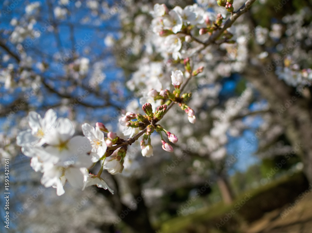 Fototapeta premium 春の日差しを浴びる桜