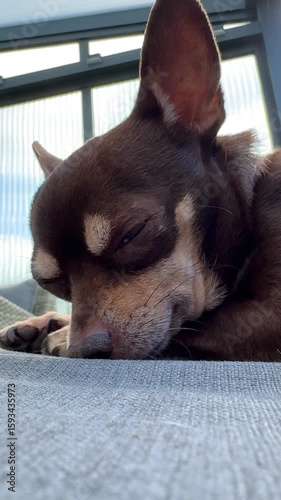 Close up of a sleepy brown chihuahua dog resting on a couch