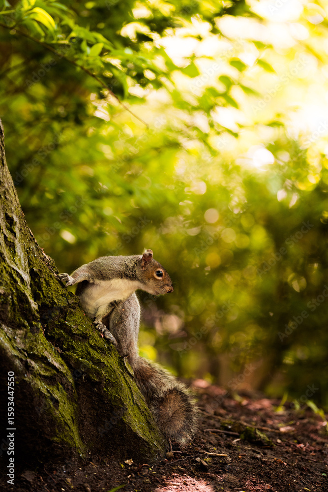 Naklejka premium squirrel on the tree