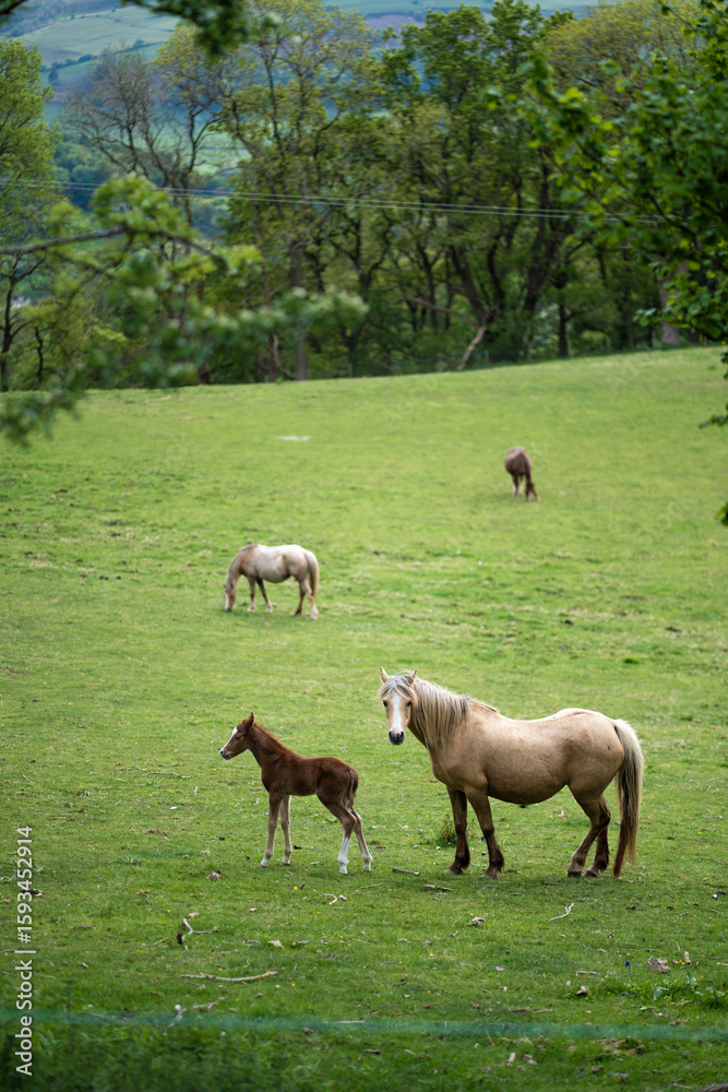 horses running horses running