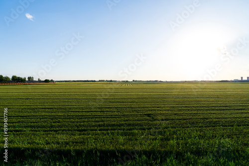 Wheat is growing in the field ,The wheat fields are under the blue sky and white clouds