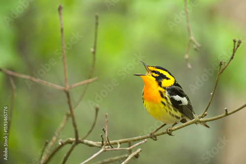 Blackburnian Warbler, Setophaga fusca, arguably the most colorful warbler species, singing in deciduous forest habitat