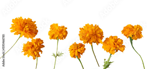 Loose assorted cempasúchil flowers, transparent background, png format