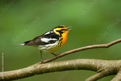 Blackburnian Warbler, Setophaga fusca, arguably the most colorful warbler species, perched in deciduous forest habitat