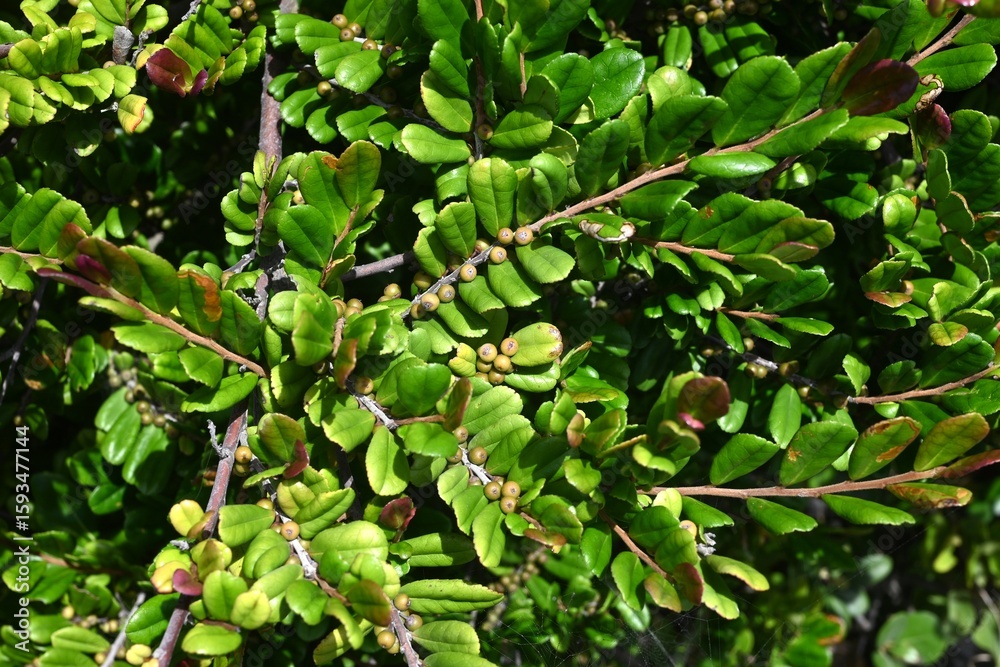 Obraz premium Eurya emarginata leaves and berries. Pentaphylacaceae evergreen shrub beach plants. The leaves are rounded and glossy, and the flowers have a distinctive propane-like odor.