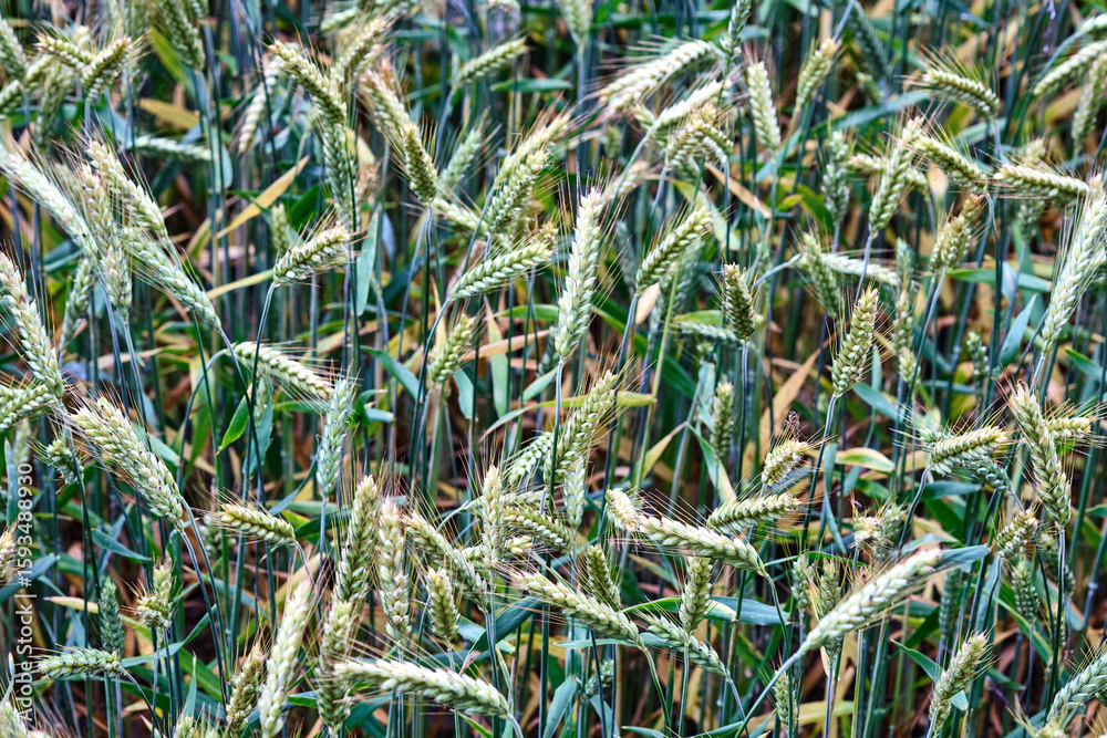 Obraz premium Wheat plants growing in a sunny field during late spring in rural areas of the countryside