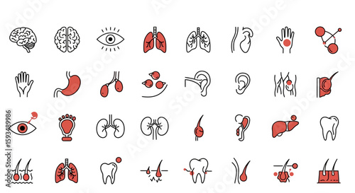 Illustration of various human organs and body parts in outline style