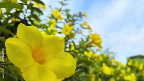 Allamanda, Golden Trumpet, Yellow Bell,Yellow tropical flower