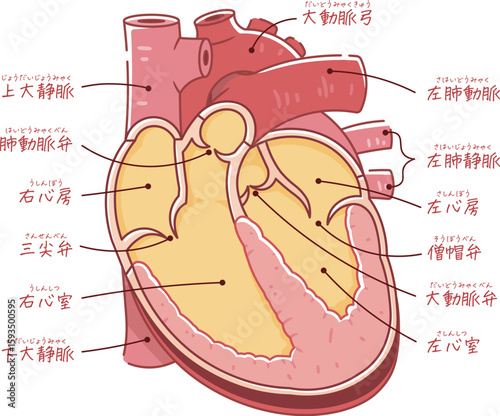 心臓の断面のイラスト Cross section of the hear