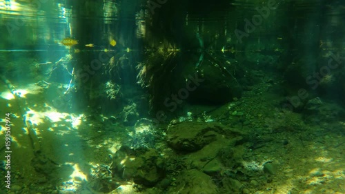 From forest serenity to underwater wonders – A seamless nature transition