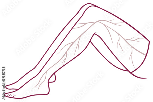 Line art of crossed legs showing veins vascular system