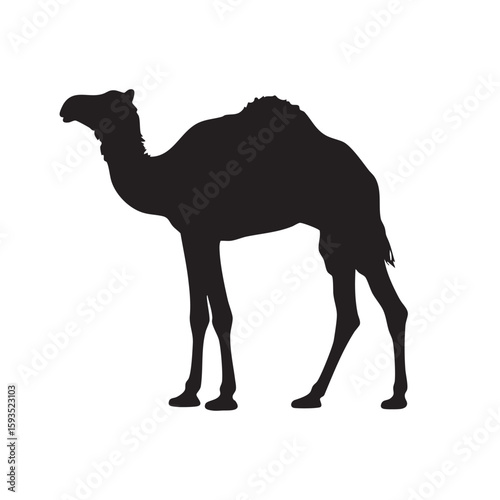 Black camel silhouette isolated on white background