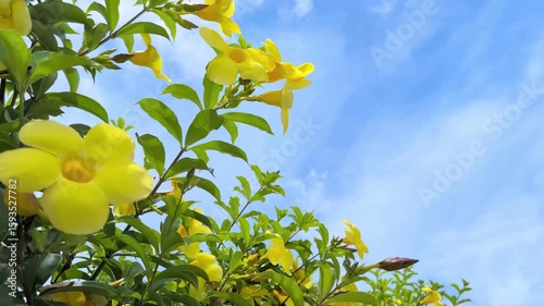 Tropical blue sky and Allamanda