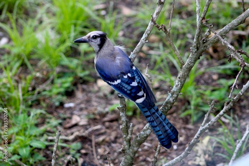 blue jay bird